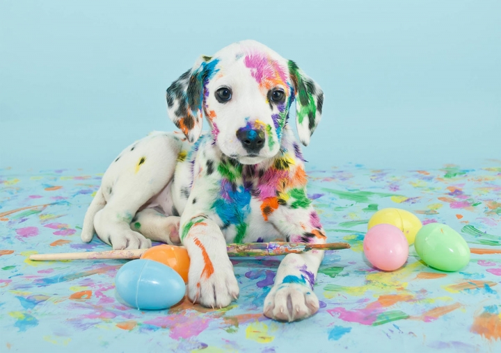 No Such Thing As Good Dog - Bad Dog