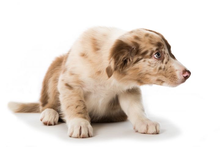 Submission from your dog is saying sorry without necessarily understanding