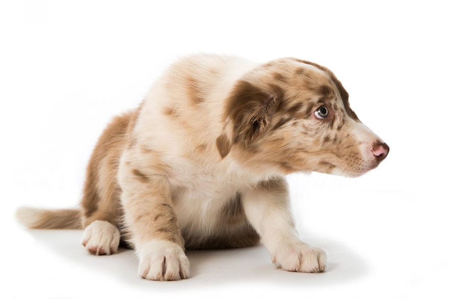 Submission from your dog is saying sorry without necessarily understanding